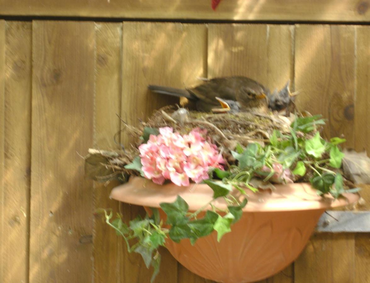 Haus Mit Lilie Und Rose Apartman Westerdeichstrich Kültér fotó